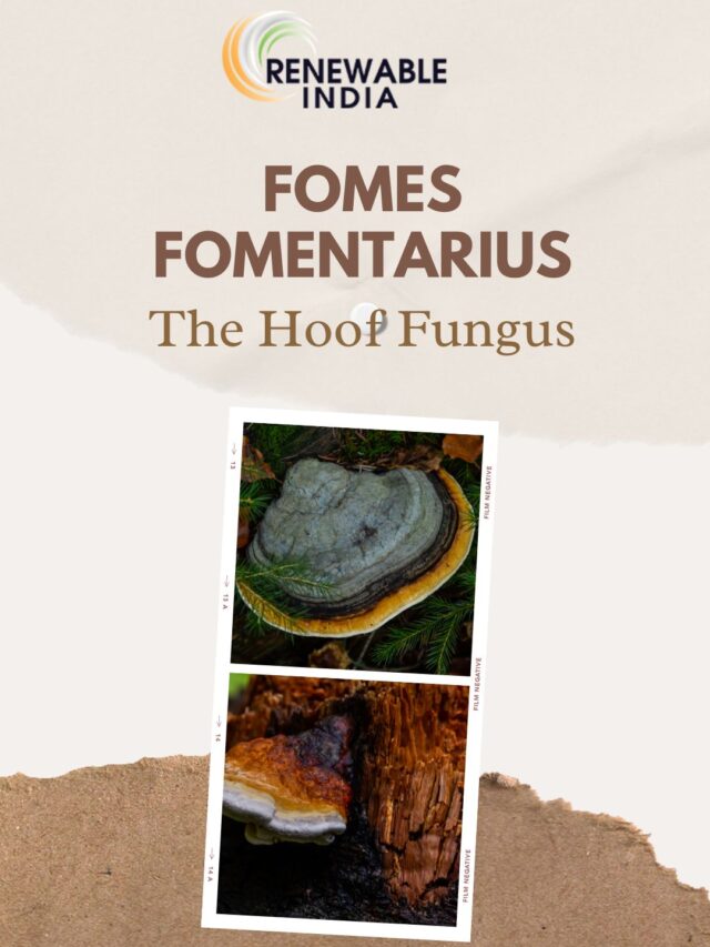 From Firestarter to Plastic Replacement – The revolutionary potential of Fomes fomentarius