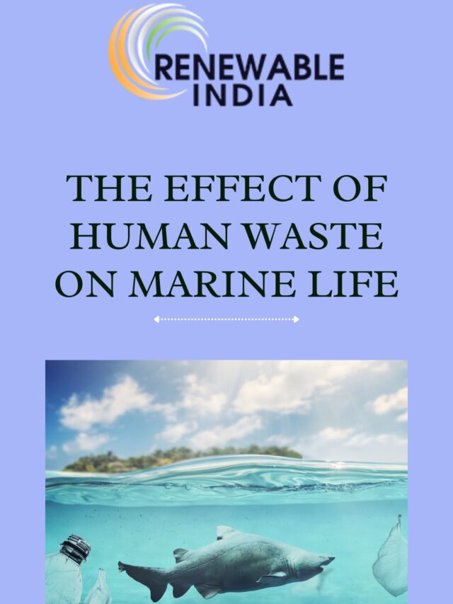 The effects of Human waste on Marine life – Things that make it worse